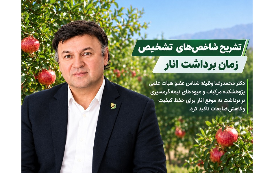 عضو هیات علمی پژوهشکده مرکبات و میوه‌های نیمه‌گرمسیری بر برداشت به‌ موقع انار برای حفظ کیفیت و کاهش ضایعات تاکید کرد