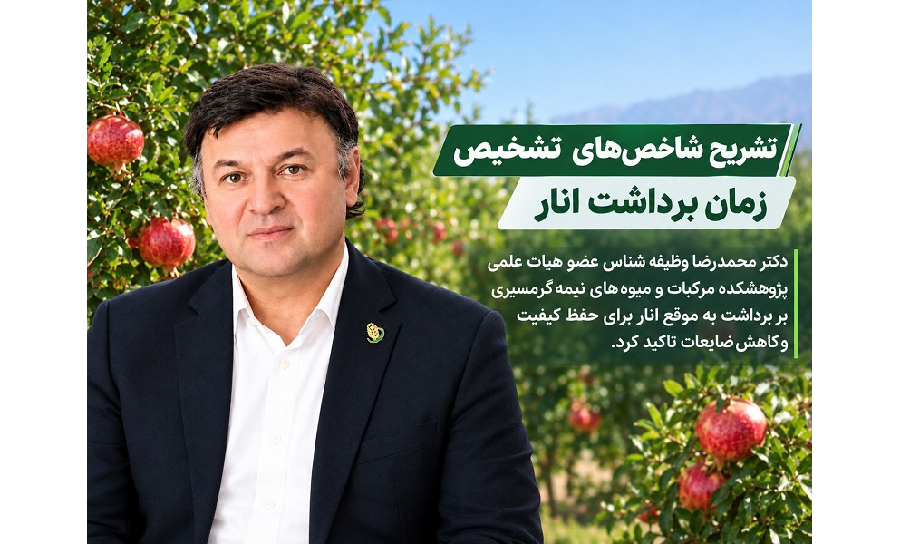 عضو هیات علمی پژوهشکده مرکبات و میوه‌های نیمه‌گرمسیری بر برداشت به‌ موقع انار برای حفظ کیفیت و کاهش ضایعات تاکید کرد
