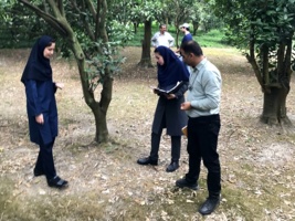 بازدید اعضای هیات علمی پژوهشکده مرکبات و میوه های نیمه گرمسیری از باغات مرکبات شهرستان تنکابن