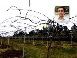 توصیه فنی و ترویجی هرس زمستانه تاکهای کیویفروت