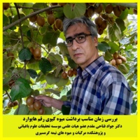 بررسی زمان مناسب برداشت میوه کیوی رقم هایوارد توسط عضو هیات علمی پژوهشکده مرکبات و میوه های نیمه گرمسیری