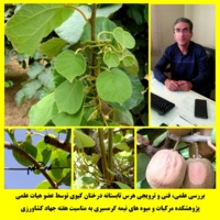 بررسی علمی، فنی و ترویجی هرس تابستانه درختان کیوی توسط عضو هیات علمی پژوهشکده مرکبات و میوه های نیمه گرمسیری به مناسبت هفته جهاد کشاورزی