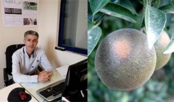 توصیه های عضو هیات علمی پژوهشکده مرکبات و میوه های نیمه گرمسیری درباره کنترل و مبارزه با کنه نقرهای یا کنه زنگار مرکبات