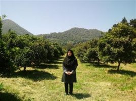 توصیه های محقق پژوهشکده مرکبات و میوه های نیمه گرمسیری درباره استفاده از گیاهان پوششی برای کنترل علف های هرز باغ های مرکبات شمال کشور