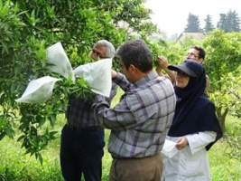 اصلاح مرکبات به روش دورگ گیری در پژوهشکده مرکبات و میوه های نیمه گرمسیری