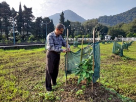 ایجاد کلکسیون آووکادو در پژوهشکده مرکبات و میوههای نیمهگرمسیری