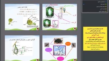 ارائه روش های گرده افشانی در باغات انجیر دیم در وبینار علمی پژوهشکده مرکبات و میوه‌های نیمه‌گرمسیری
