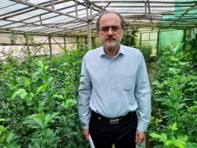 رئیس پژوهشکده مرکبات و میوه ‌های نیمه ‌گرمسیری در گفتگو با خبرگزاری ایانا ، از تولید نهال سالم و اصیل مرکبات خبر داد