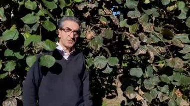 توصیه فنی و ترویجی هرس زمستانه کیوی توسط عضو هیات علمی پژوهشکده مرکبات و میوه‌ های نیمه ‌گرمسیری