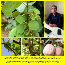 بررسی علمی، فنی و ترویجی هرس تابستانه درختان کیوی توسط عضو هیات علمی پژوهشکده مرکبات و میوه‌ های نیمه‌ گرمسیری به مناسبت هفته جهاد کشاورزی