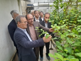 کلیپ کوتاه بازدید دکتر غلامرضا گل محمدی معاون وزیر و رئیس سازمان تحقیقات، آموزش و ترویج کشاورزی و هیات همراه از پژوهشکده مرکبات و میوه‌های نیمه‌گرمسیری