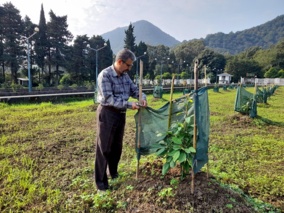 ایجاد کلکسیون آووکادو در پژوهشکده مرکبات و میوه‌های نیمه‌گرمسیری