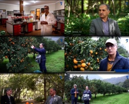 بررسی نگهداری پس از برداشت مرکبات در برنامه تلویزیونی رویش از شبکه آموزش سیما