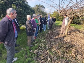 برگزاری کارگاه آموزشی و ترویجی روز انتقال یافته‌های تحقیقاتی با محوریت هرس زمستانه درختان کیوی در رامسر