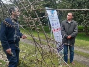 دوره مهارت افزایی با موضوع هرس کیوی در پژوهشکده مرکبات و میوه‌های نیمه‌گرمسیری برگزار شد