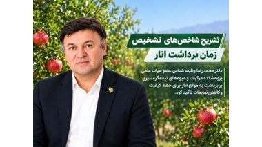 عضو هیات علمی پژوهشکده مرکبات و میوه‌های نیمه‌گرمسیری بر برداشت به‌ موقع انار برای حفظ کیفیت و کاهش ضایعات تاکید کرد
